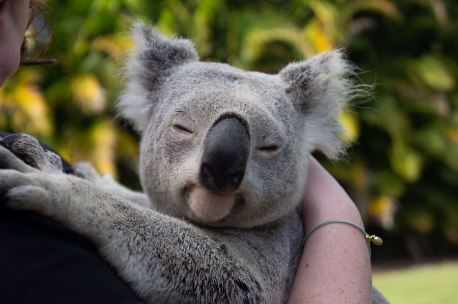 skarpetki koala